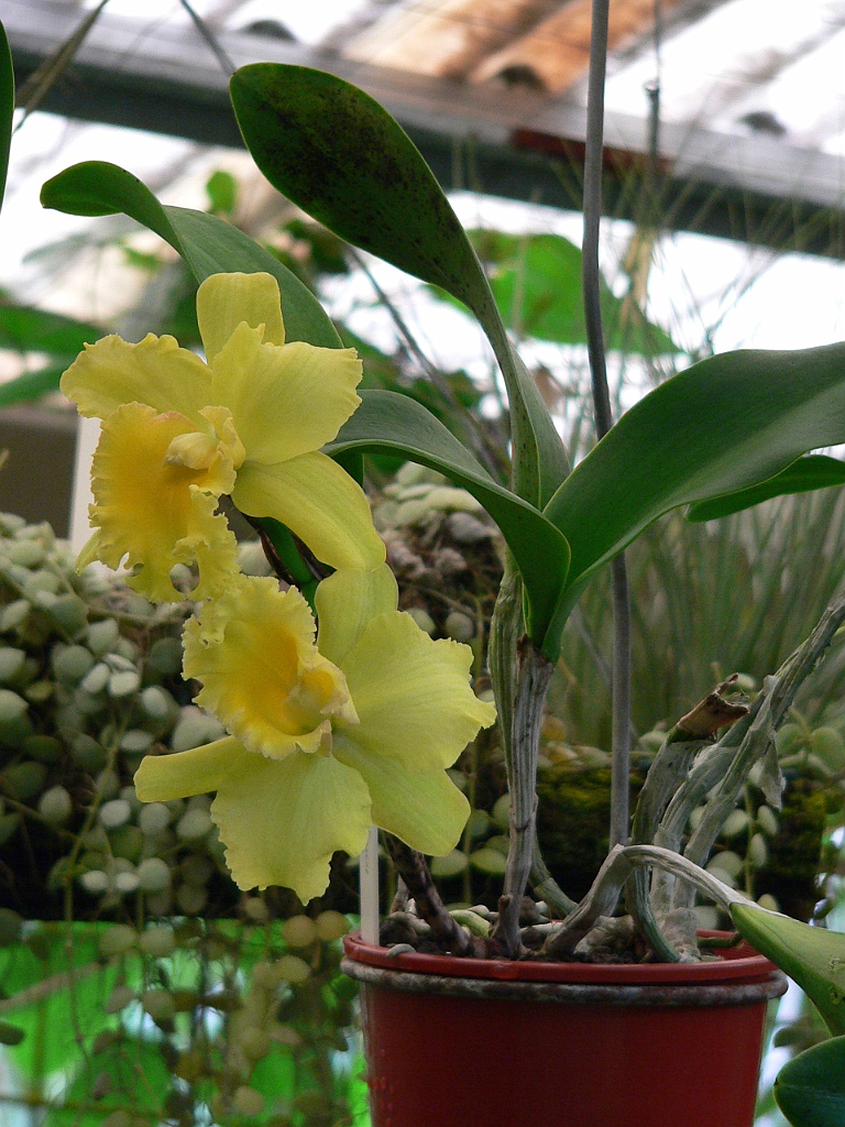 114 Cairns Botanic Gardens.jpg